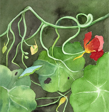 Nasturtium Number 2